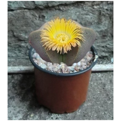 Pleiospilos bolusi 10 semen