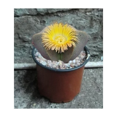 Pleiospilos bolusi 10 semen