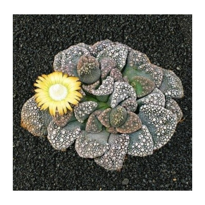 Titanopsis calcarea 10 semen