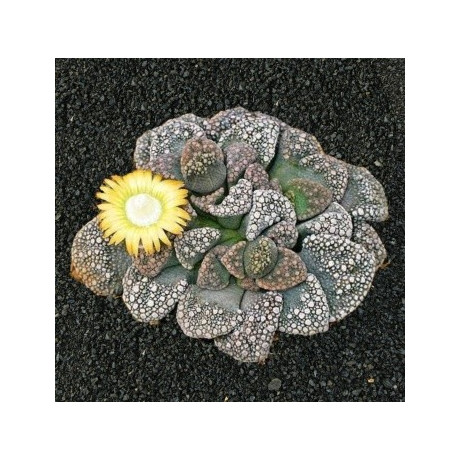 Titanopsis calcarea 10 semen