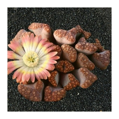 Titanopsis hugo-schlechteri 10 semen