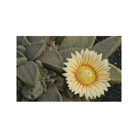Aloinopsis rubrolineata 10 semen