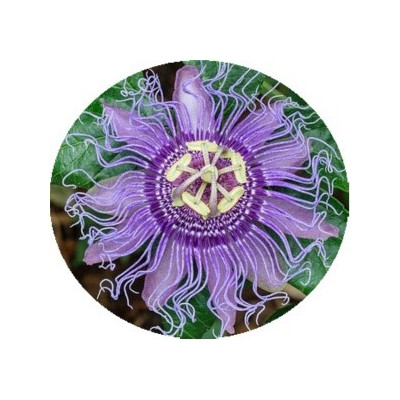 Passiflora incarnata 3 semena