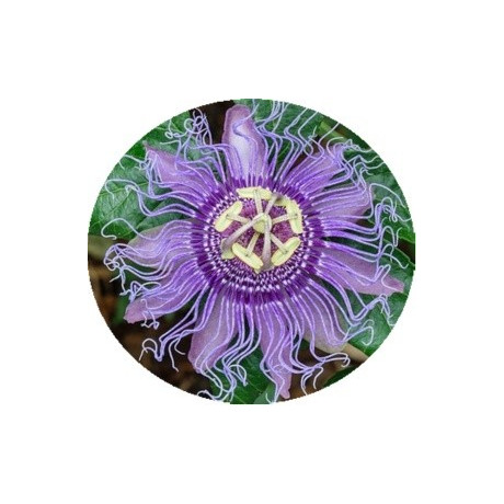 Passiflora incarnata 3 semena