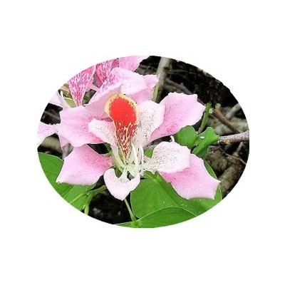 Bauhinia monandra "Orchidejový strom" 3 semena