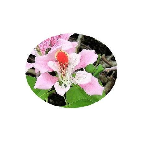 Bauhinia monandra "Orchidejový strom" 3 semena