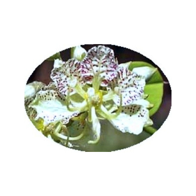 Bauhinia semla "Orchidejový strom" 3 semena