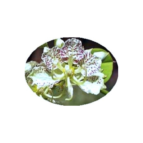 Bauhinia semla "Orchidejový strom" 3 semena