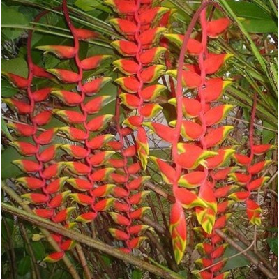 HELICONIA rostrata 3 semena