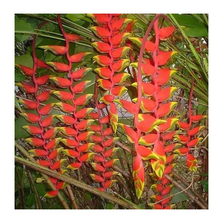 HELICONIA rostrata 3 semena