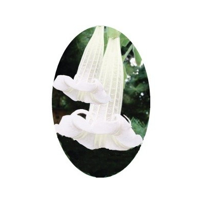 Brugmansia sanguinea  Alba "Andělská trumpeta" 3 semena