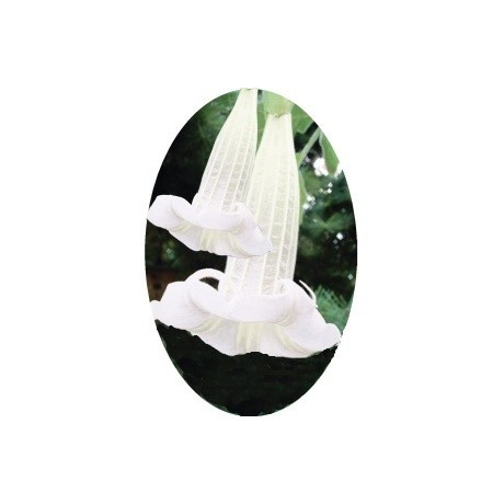 Brugmansia sanguinea  Alba "Andělská trumpeta" 3 semena