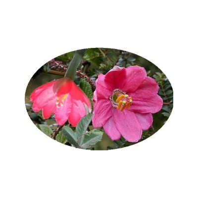 Passiflora mixta 3 semena