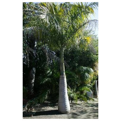 Roystonea regia 3 semena