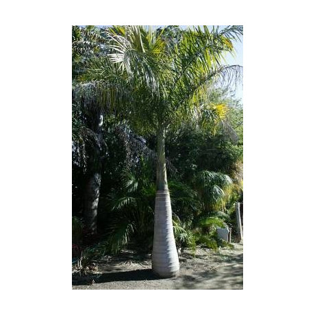 Roystonea regia 3 semena