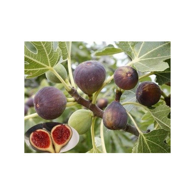 Ficus carica 20 semen