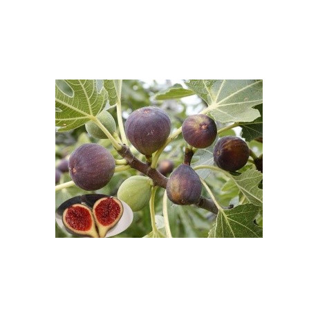 Ficus carica 20 semen