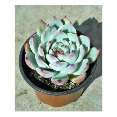 Echeveria chihuahuaensis  30 semen