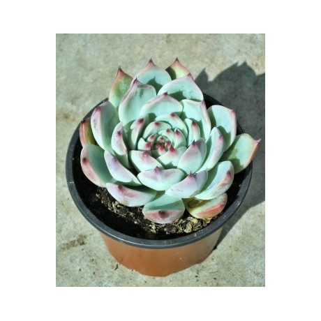 Echeveria chihuahuaensis  30 semen