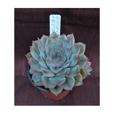 Echeveria Esther 30 semen