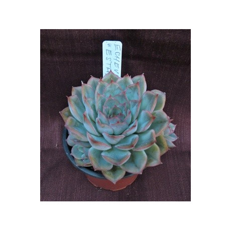 Echeveria Esther 30 semen