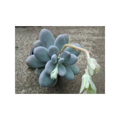 Pachyphytum oviferum 30 semen