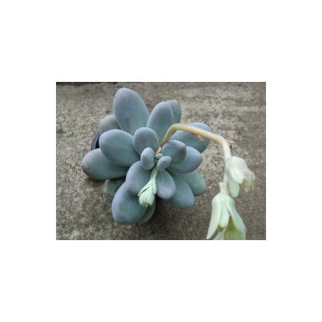 Pachyphytum oviferum 30 semen
