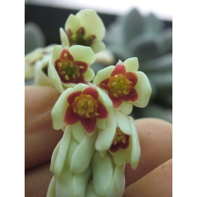 Pachyphytum oviferum 30 semen