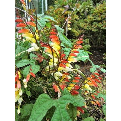 Quamoclit lobata (Mina lobata, Ipomoea lobata) 20 semen