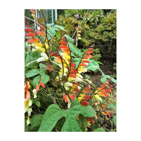 Quamoclit lobata (Mina lobata, Ipomoea lobata) 20 semen
