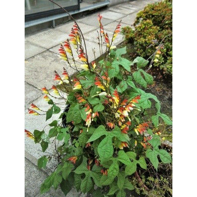 Quamoclit lobata (Mina lobata, Ipomoea lobata) 20 semen