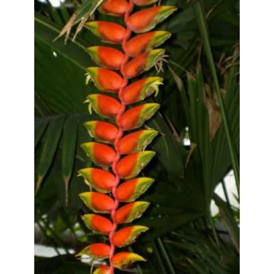 HELICONIA rostrata 3 semena