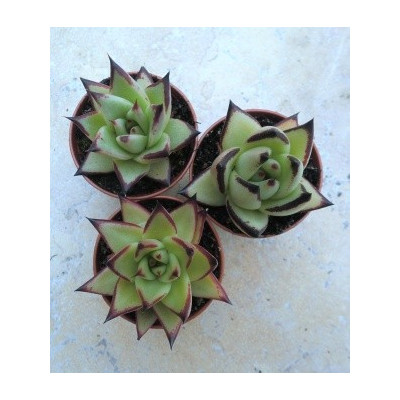 Echeveria agavoides v. Ebony 30 semen