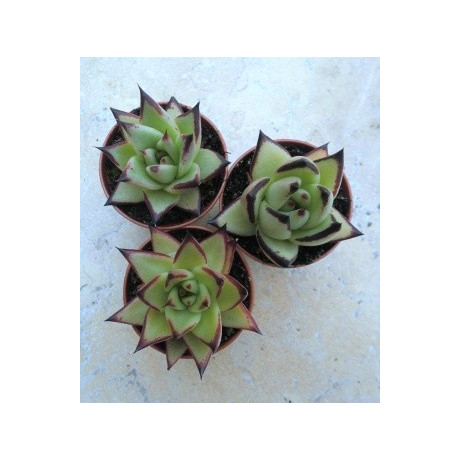 Echeveria agavoides v. Ebony 30 semen