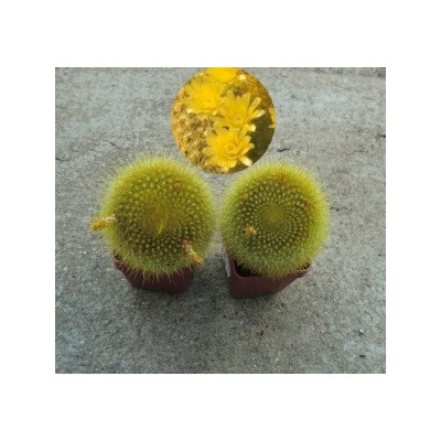 Brasilicactus graessneri 15 semen