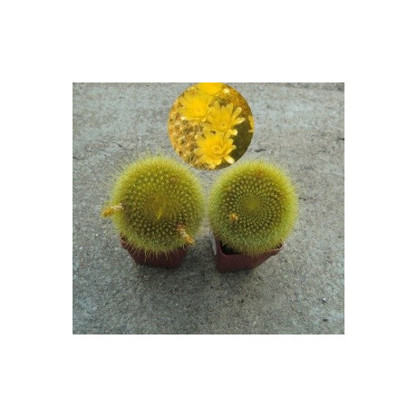 Brasilicactus graessneri 15 semen