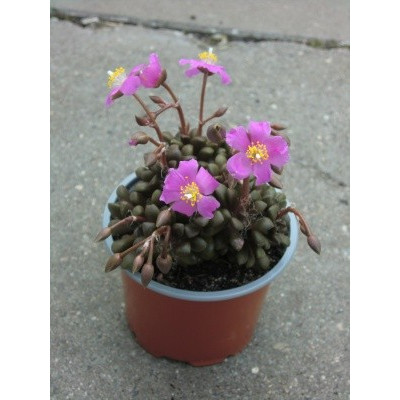 Anacampseros tomentosa 30 semen