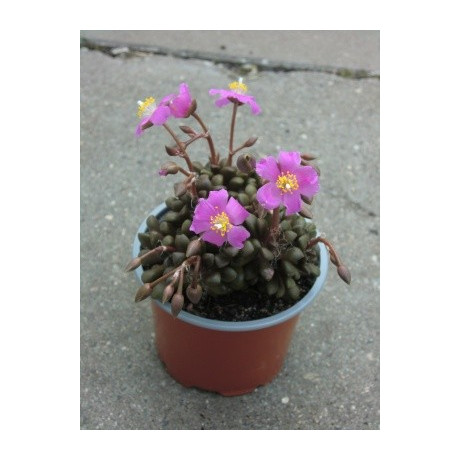 Anacampseros tomentosa 30 semen