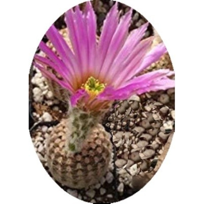 Echinocereus reichenbachii  v. minor 10 semen