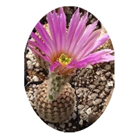 Echinocereus reichenbachii  v. minor 10 semen