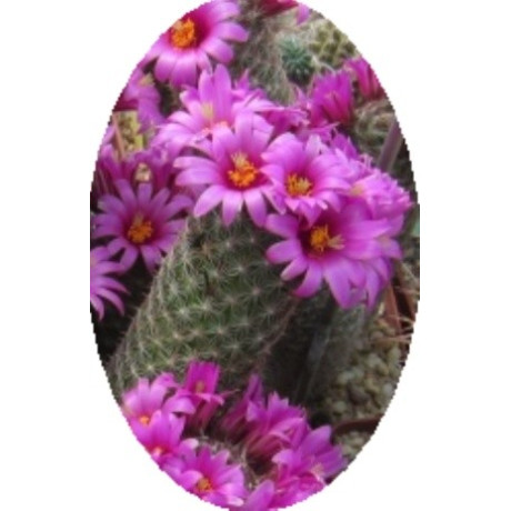 Mammillaria gueldemanniana 15 semen