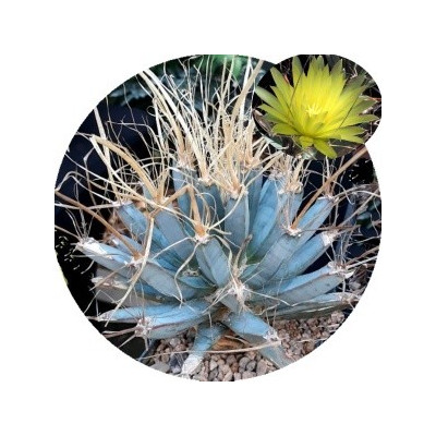 Leuchtenbergia principis "Agave kaktus" 10 semen 