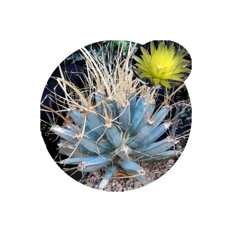 Leuchtenbergia principis "Agave kaktus" 10 semen 