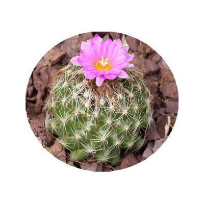 Escobaria hesteri 10 semen