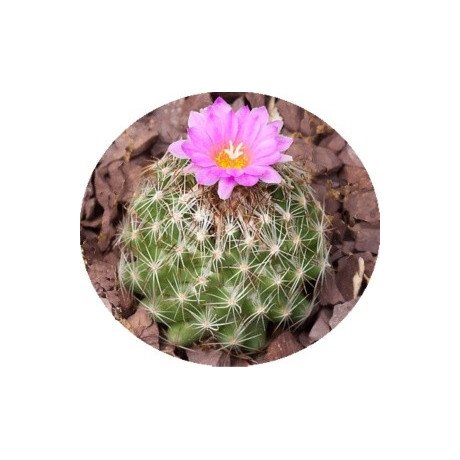 Escobaria hesteri 10 semen