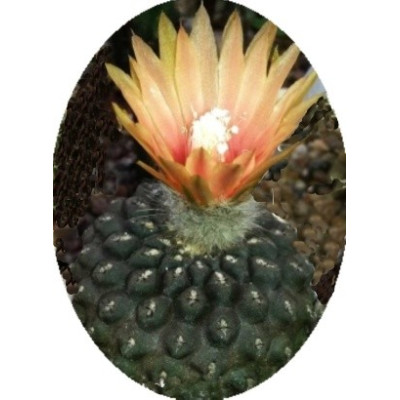 Neochilenia esmeraldana 10 semen