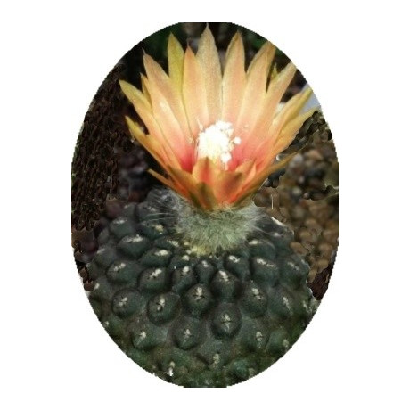 Neochilenia esmeraldana 10 semen