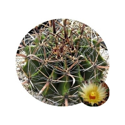 Ferocactus herrerae 10 semen