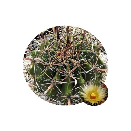 Ferocactus herrerae 10 semen