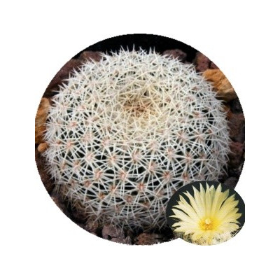 Coryphantha werdermannii 15 semen